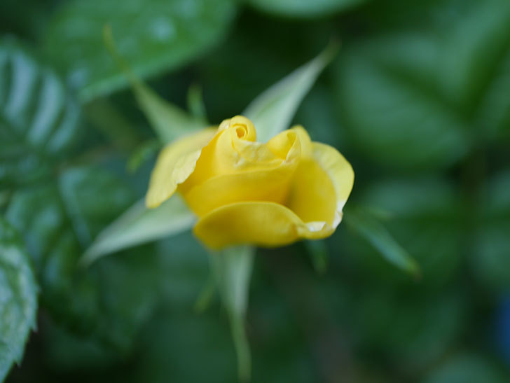 リモンチェッロ(Limoncel)の花が少し咲いた。半ツルバラ。2021年-006.jpg