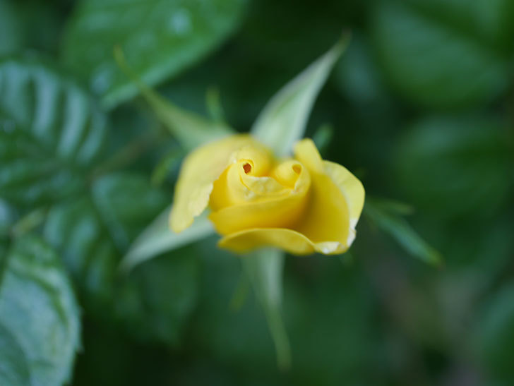 リモンチェッロ(Limoncel)の花が少し咲いた。半ツルバラ。2021年-007.jpg