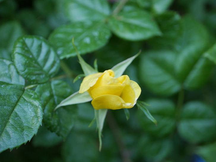 リモンチェッロ(Limoncel)の花が少し咲いた。半ツルバラ。2021年-008.jpg