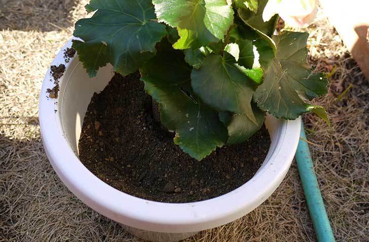 リーガーベゴニアを鉢に植えた3.jpg