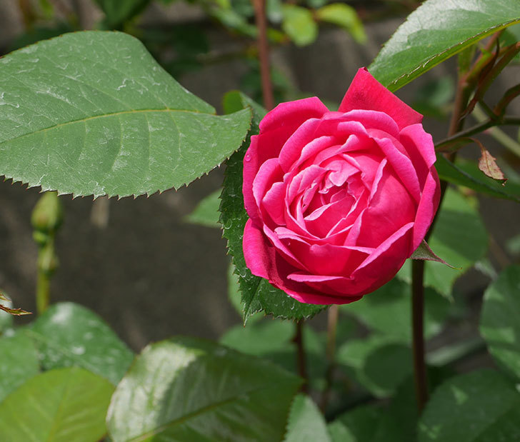 ルイフィリップ 木立バラ に3個目の花が咲いた 年 バラ 02memo日記