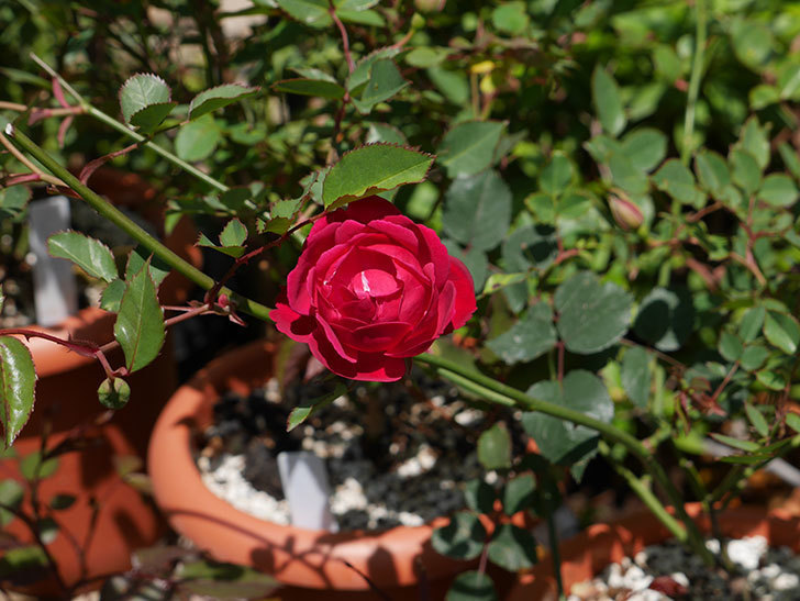 ルイフィリップ(木立バラ)に最初の花が咲いた。2019年-2.jpg