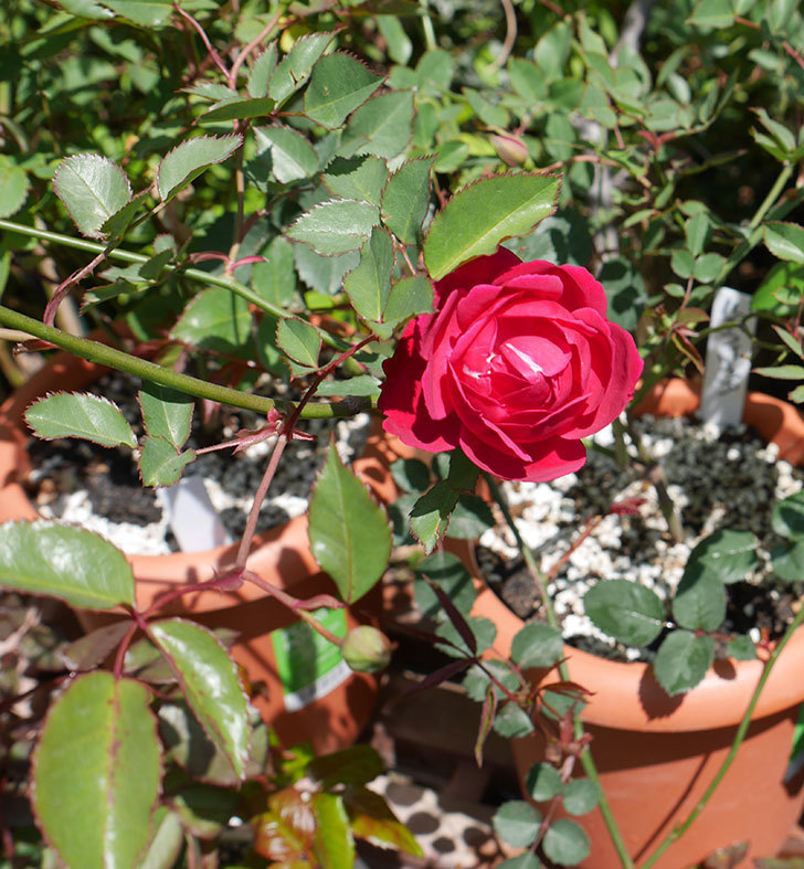 ルイフィリップ(木立バラ)に最初の花が咲いた。2019年-3.jpg