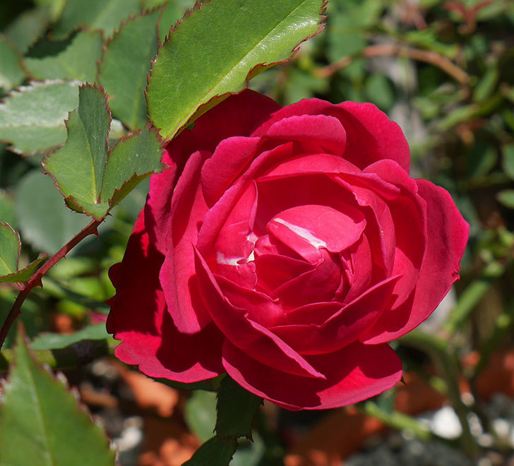 ルイフィリップ(木立バラ)に最初の花が咲いた。2019年-5.jpg