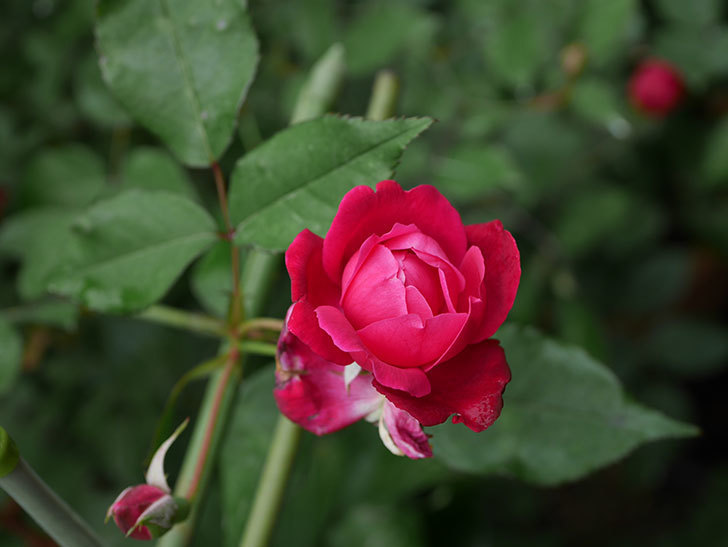 ルイフィリップ(木立バラ)の2番花がまた咲いた。2019年-7.jpg