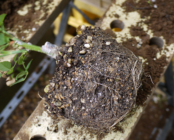 ルイフィリップ(木立バラ)の新苗を5号ロングスリット鉢に植えた。2016年-3.jpg