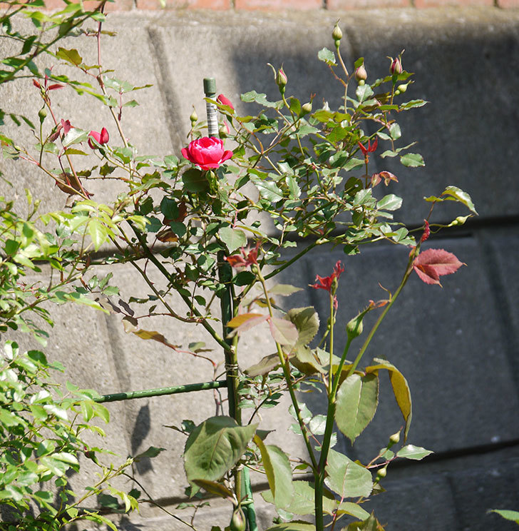 ルイフィリップ(木立バラ)の花が増えてきた。2018年-9.jpg