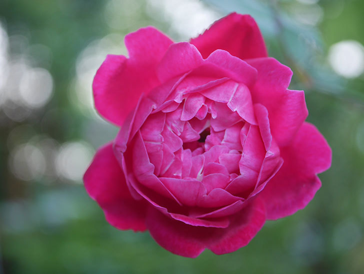 ルイフィリップ(Louis Philippe)の2番花が咲いた。木立バラ。2020年-001.jpg