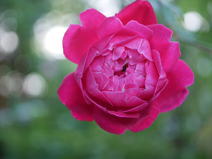 ルイフィリップ(Louis Philippe)の2番花が咲いた。木立バラ。2020年-002.jpg