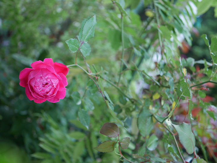 ルイフィリップ(Louis Philippe)の2番花が咲いた。木立バラ。2020年-003.jpg