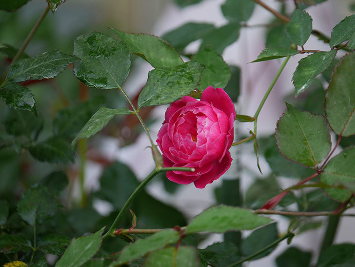 ルイフィリップ(Louis Philippe)の2番花が咲いた。木立バラ。2020年-005.jpg