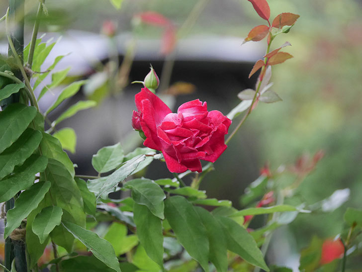 ルイフィリップ(Louis Philippe)の2番花が咲いた。木立バラ。2020年-008.jpg
