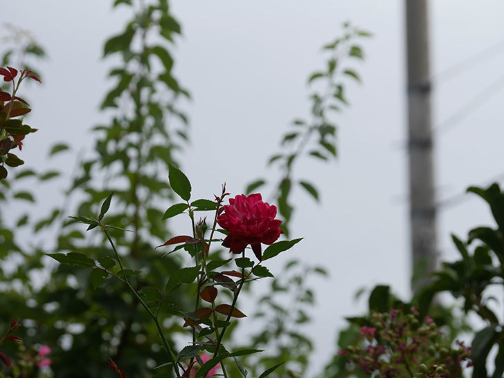 ルイフィリップ(Louis Philippe)の夏花がまた咲いた。木立バラ。2020年-001.jpg