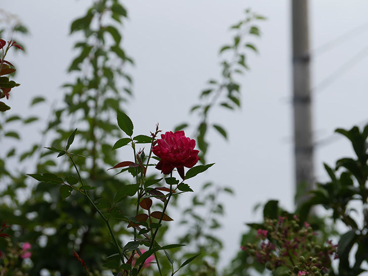 ルイフィリップ(Louis Philippe)の夏花がまた咲いた。木立バラ。2020年-002.jpg