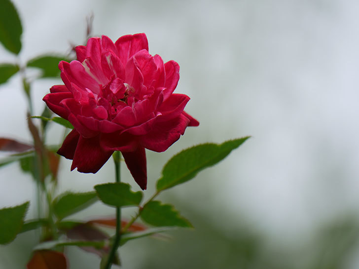 ルイフィリップ(Louis Philippe)の夏花がまた咲いた。木立バラ。2020年-005.jpg