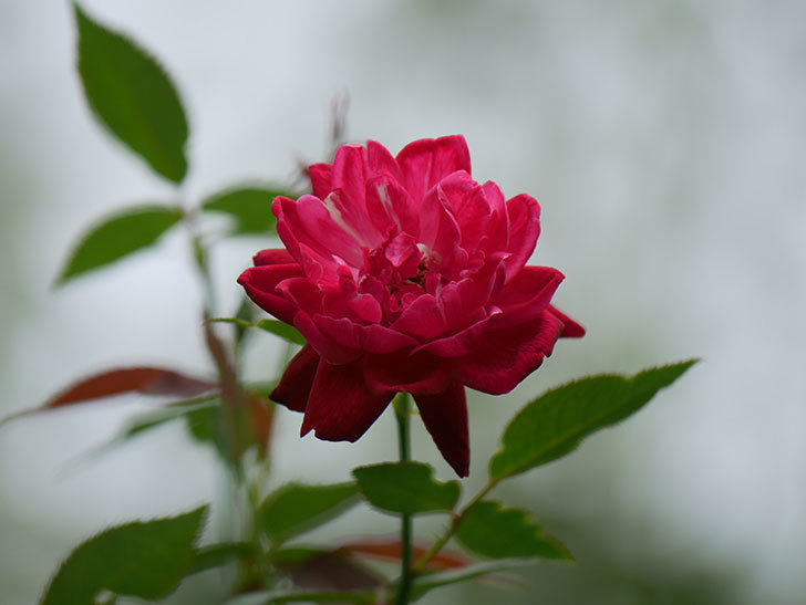ルイフィリップ(Louis Philippe)の夏花がまた咲いた。木立バラ。2020年-007.jpg