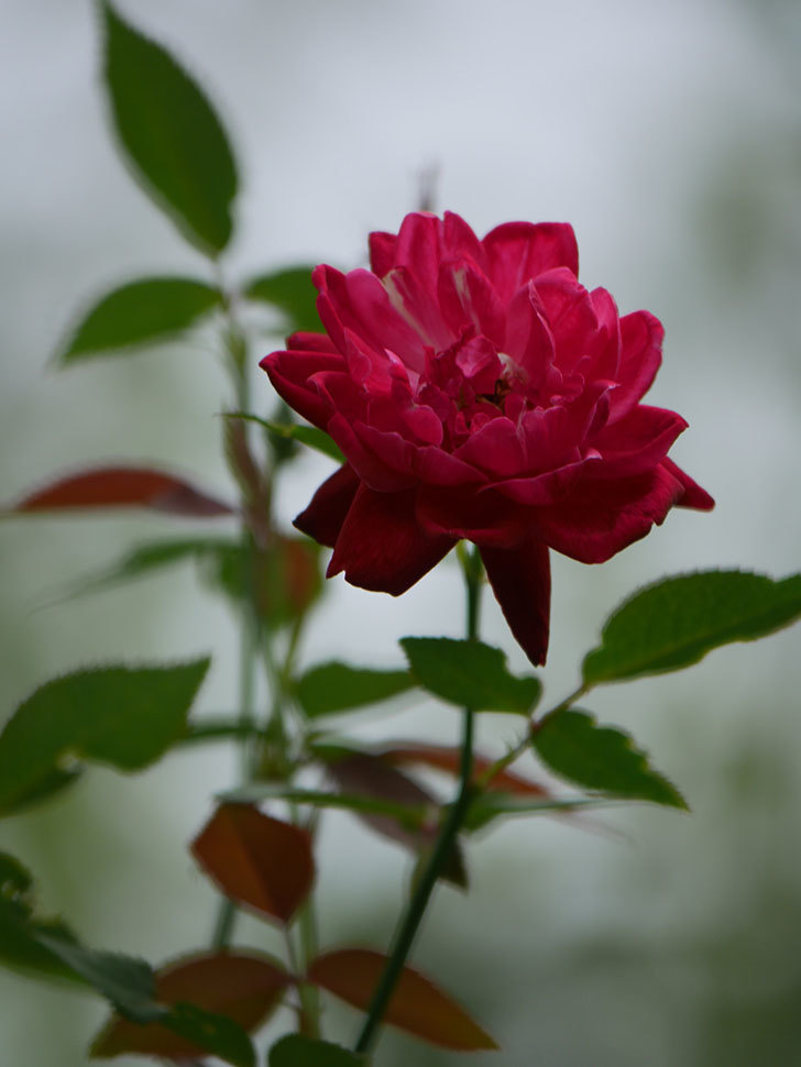 ルイフィリップ(Louis Philippe)の夏花がまた咲いた。木立バラ。2020年-010.jpg
