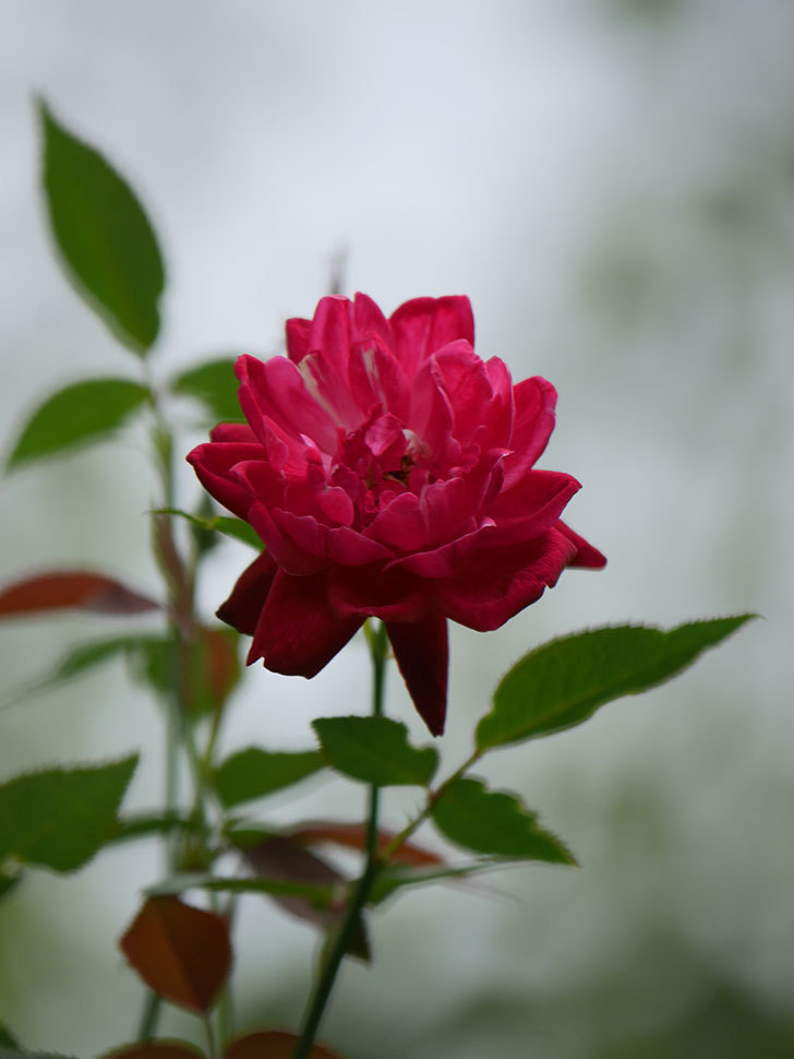 ルイフィリップ(Louis Philippe)の夏花がまた咲いた。木立バラ。2020年-011.jpg