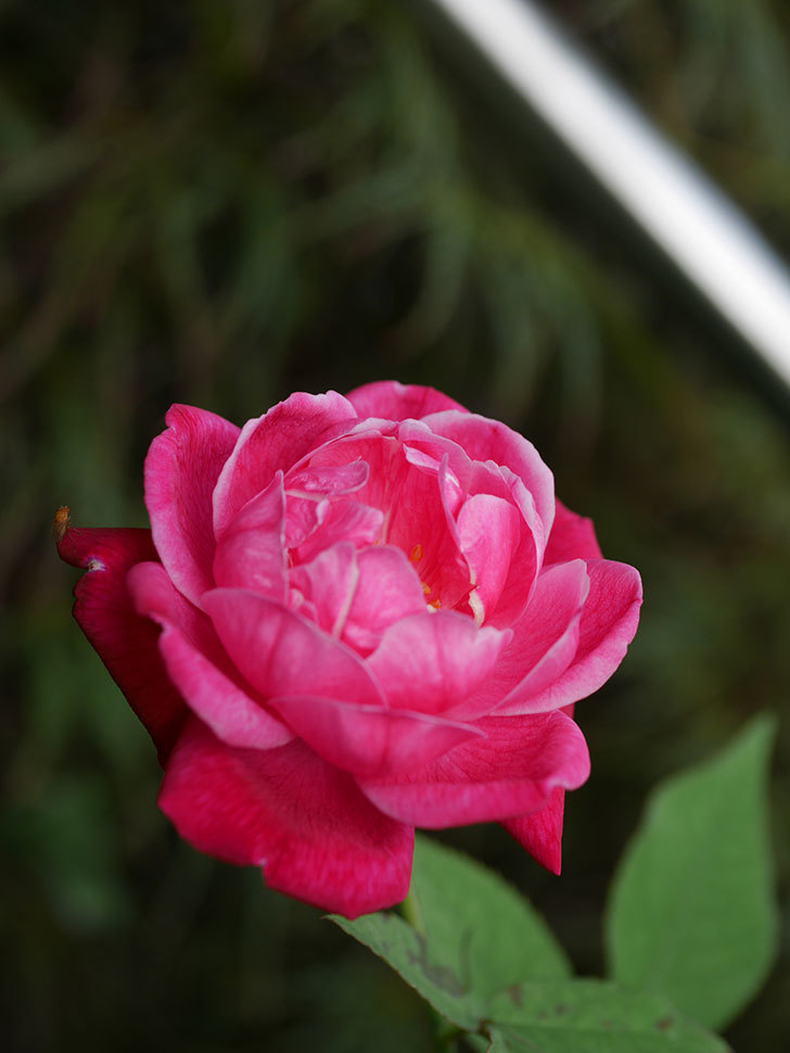 ルイフィリップ(Louis Philippe)の夏花が咲いた。木立バラ。2020年-002.jpg