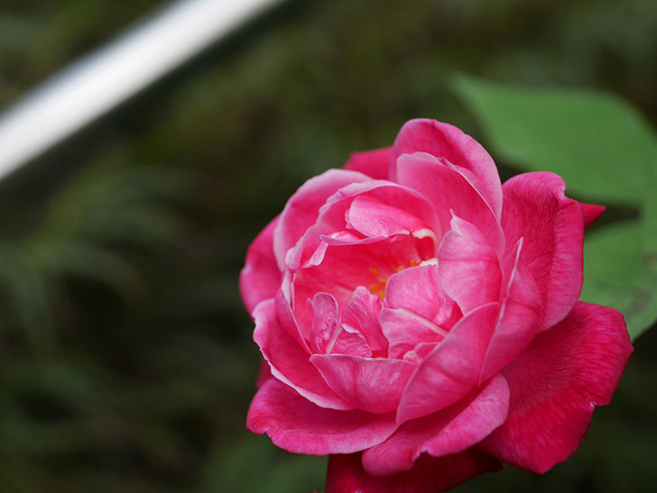 ルイフィリップ(Louis Philippe)の夏花が咲いた。木立バラ。2020年-003.jpg