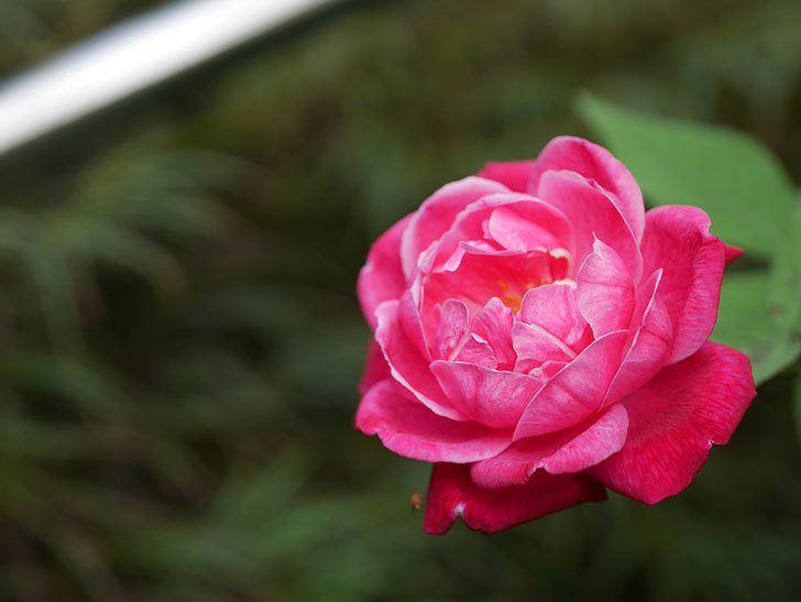 ルイフィリップ(Louis Philippe)の夏花が咲いた。木立バラ。2020年-004.jpg