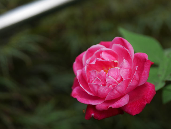 ルイフィリップ(Louis Philippe)の夏花が咲いた。木立バラ。2020年-005.jpg