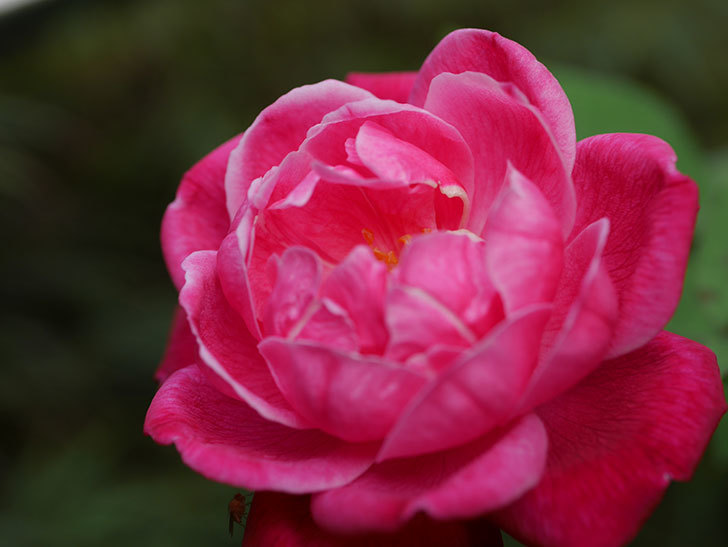 ルイフィリップ(Louis Philippe)の夏花が咲いた。木立バラ。2020年-006.jpg