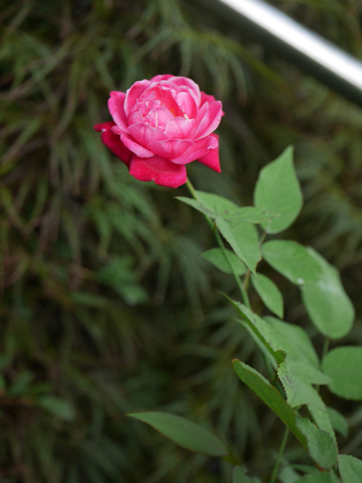 ルイフィリップ(Louis Philippe)の夏花が咲いた。木立バラ。2020年-009.jpg
