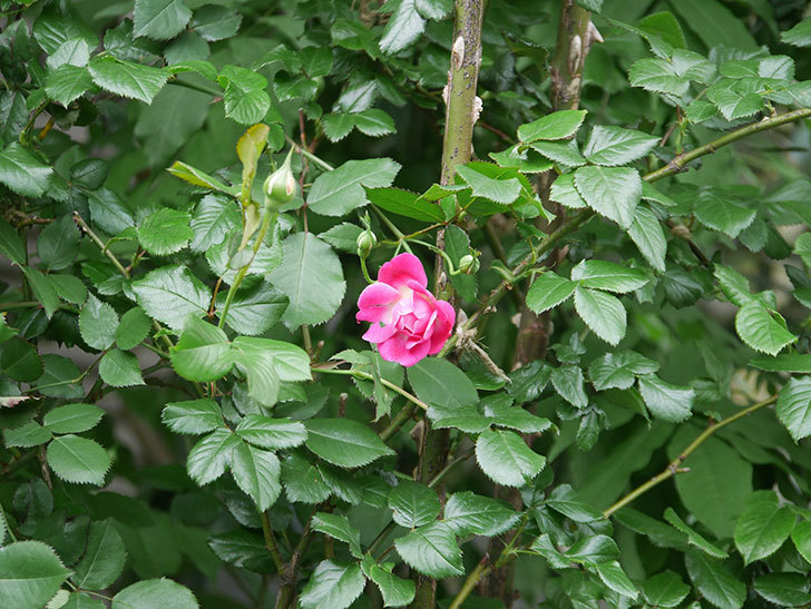 ルイフィリップ(Louis Philippe)の花が咲いた。木立バラ。2022年-001.jpg