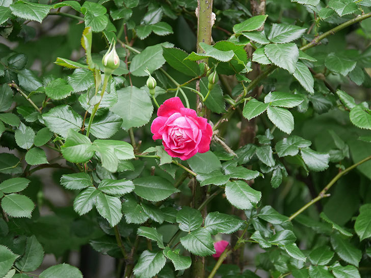 ルイフィリップ(Louis Philippe)の花が咲いた。木立バラ。2022年-007.jpg