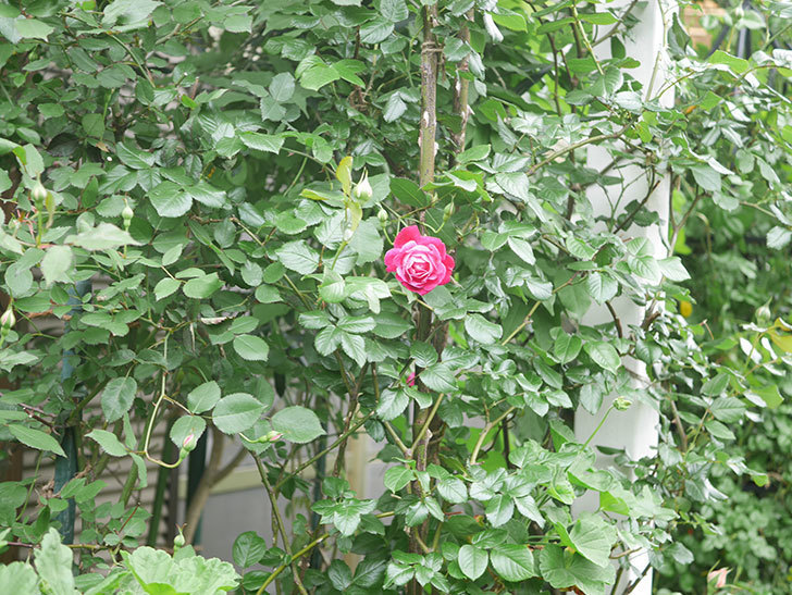 ルイフィリップ(Louis Philippe)の花が咲いた。木立バラ。2022年-010.jpg