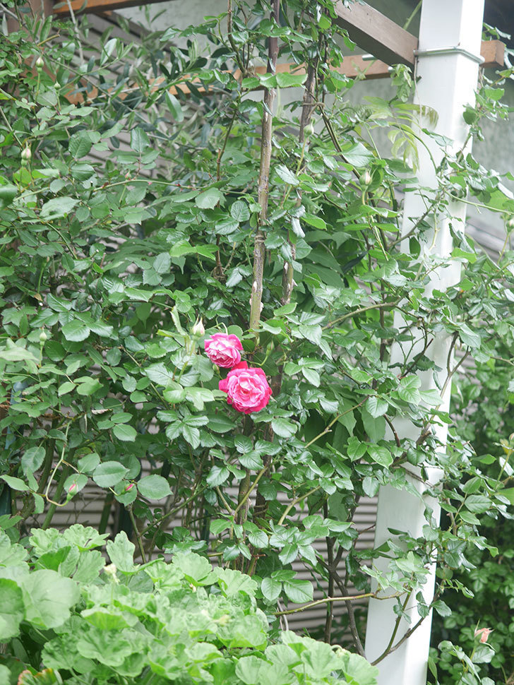 ルイフィリップ(Louis Philippe)の花が咲いた。木立バラ。2022年-018.jpg