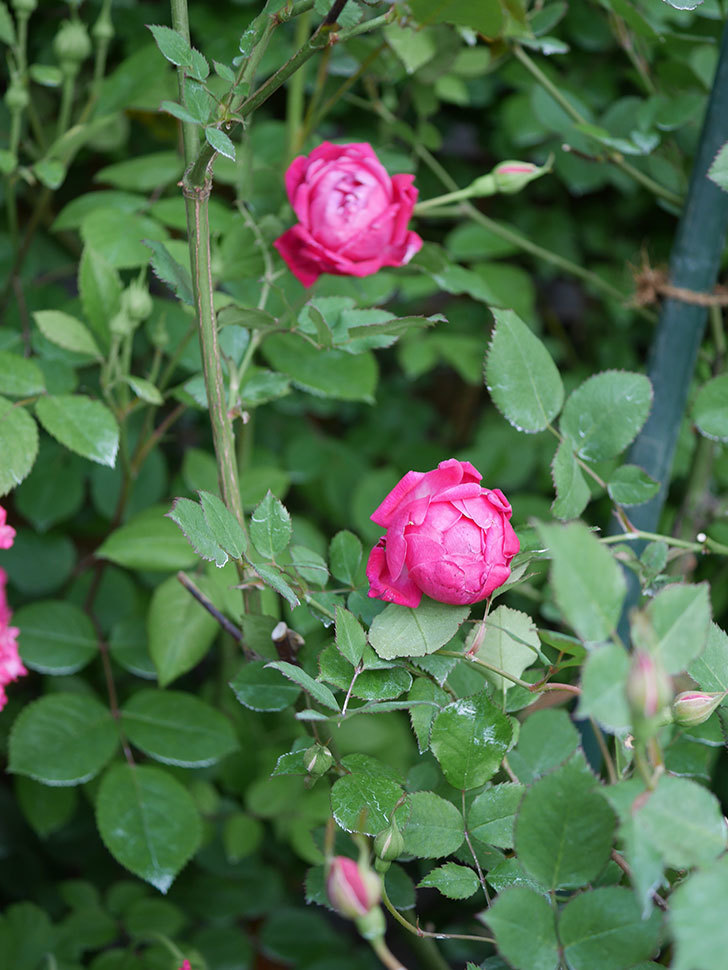 ルイフィリップ(Louis Philippe)の花が増えてきた。木立バラ。2021年-013.jpg