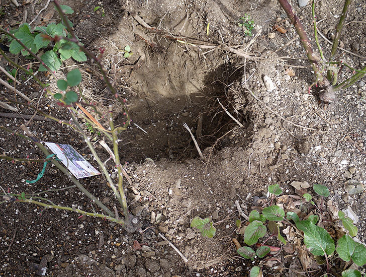 レイニーブルー(ツルバラ)に穴を掘って寒肥をやった。2017年-1.jpg