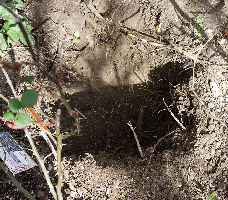 レイニーブルー(ツルバラ)に穴を掘って寒肥をやった。2017年-2.jpg