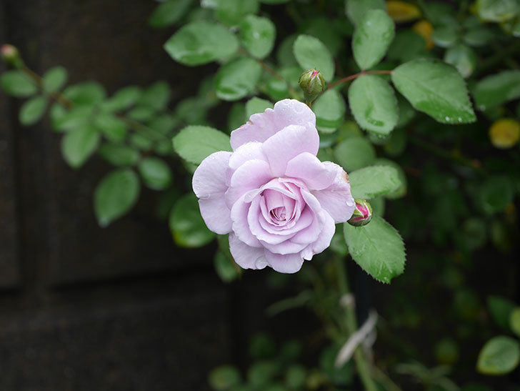 レイニーブルー(ツルバラ)の2番花が咲いた。2019年-3.jpg
