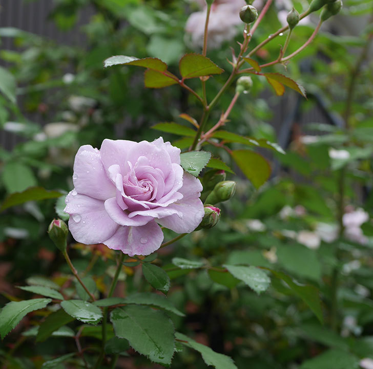 レイニーブルー(ツルバラ)の2番花が咲いた。2019年-5.jpg