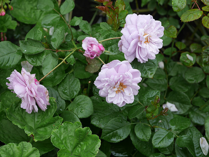 レイニーブルー(ツルバラ)の2番花が咲いた。2019年-6.jpg