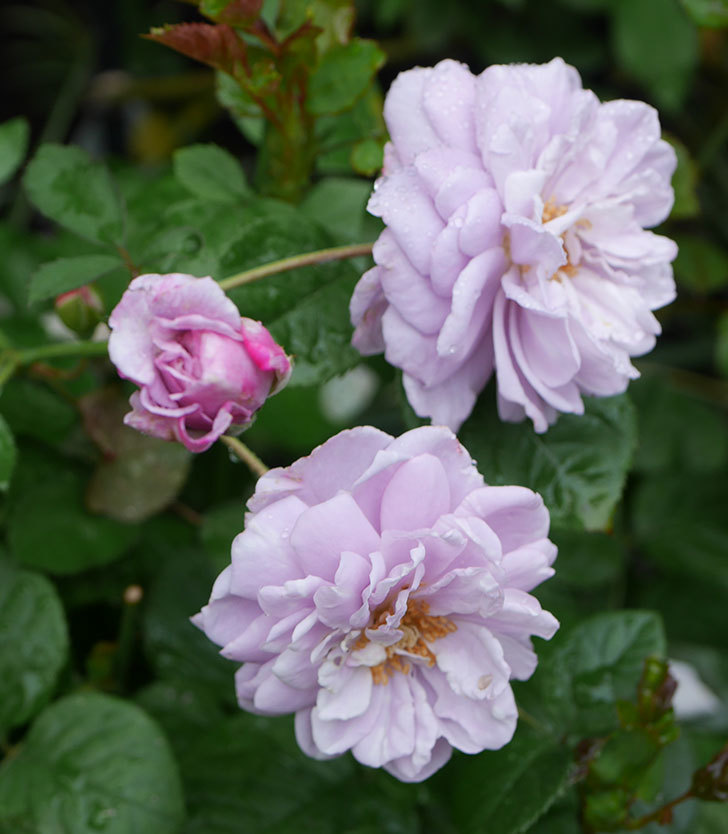 レイニーブルー(ツルバラ)の2番花が咲いた。2019年-7.jpg