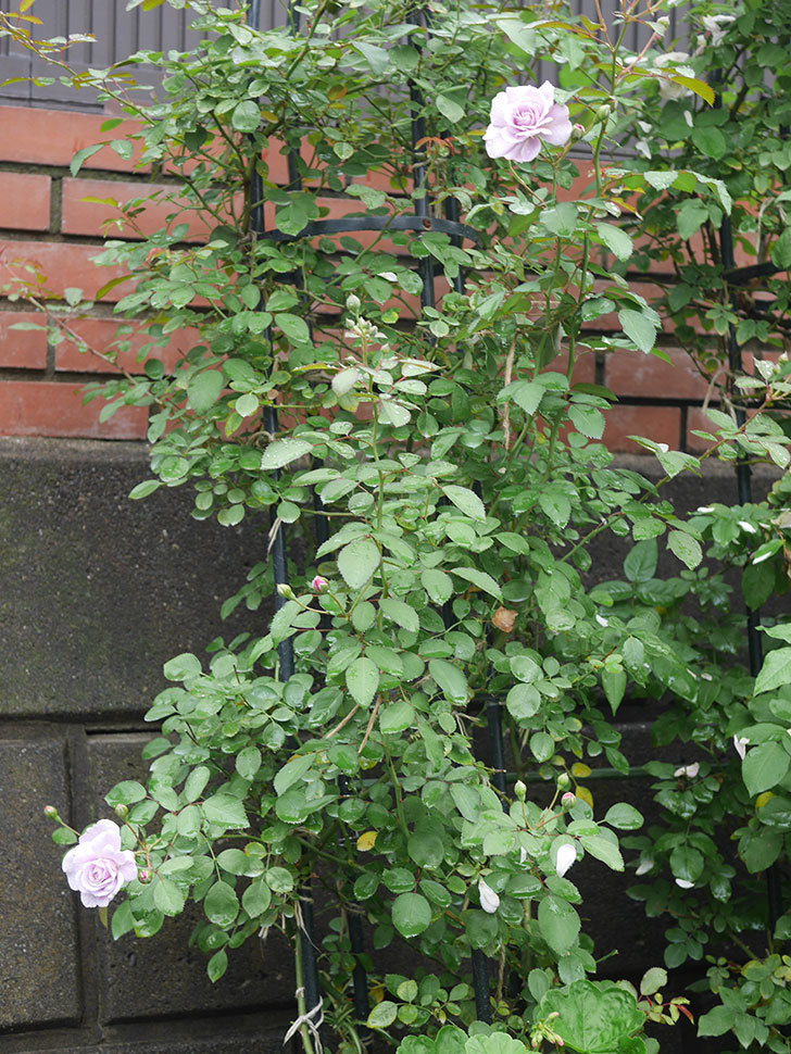 レイニーブルー(ツルバラ)の2番花が咲いた。2019年-9.jpg
