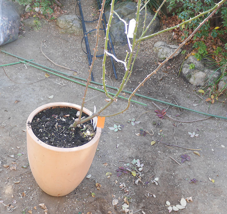 レイニーブルー(ツルバラ)の鉢植えをオベリスクに誘引した。2019年-10.jpg