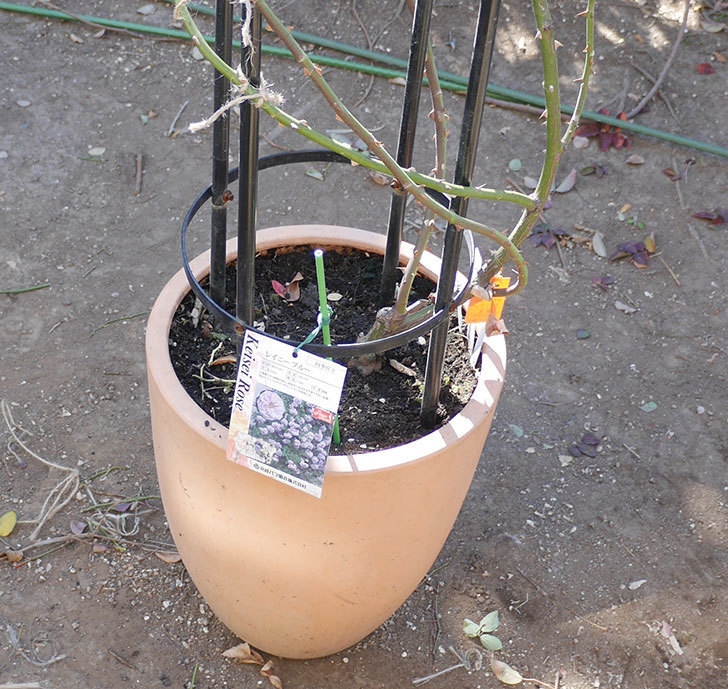 レイニーブルー(ツルバラ)の鉢植えをオベリスクに誘引した。2019年-15.jpg