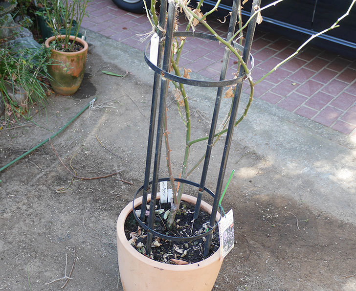 レイニーブルー(ツルバラ)の鉢植えをオベリスクに誘引した。2019年-3.jpg