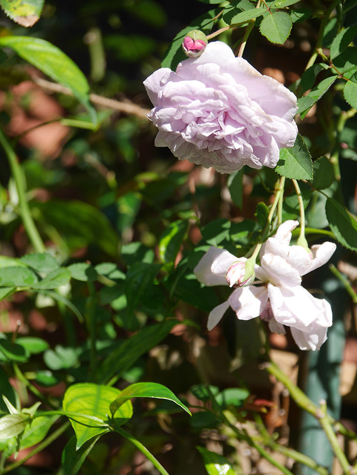レイニーブルー(Rainy Blue)の秋花がまた咲いた。ツルバラ。2021年-008.jpg