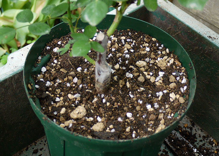 レイニーブルー（ツルバラ）の新苗を6号のロングスリット鉢に植えた。2016年-2.jpg