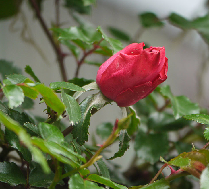 レオナルド・ダ・ヴィンチ(ツルバラ)の花がまた咲いた。2018年-5.jpg