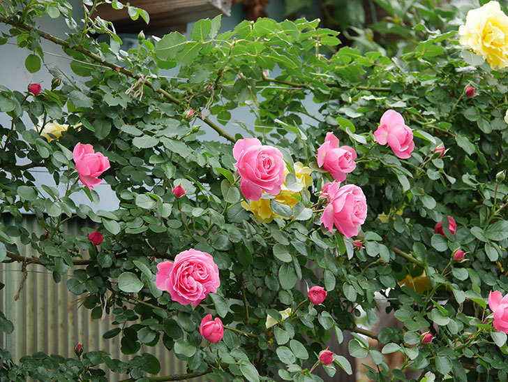 レオナルド・ダ・ヴィンチ(ツルバラ)の花が増えて来た。2019年-6.jpg
