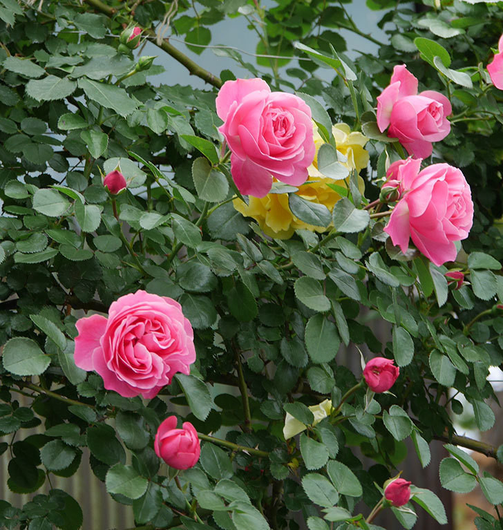 レオナルド・ダ・ヴィンチ(ツルバラ)の花が増えて来た。2019年-7.jpg