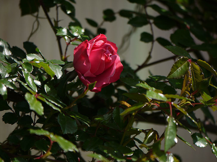 レオナルド・ダ・ヴィンチ(ツルバラ)の花が少しずつ増えて来た。2018年-5.jpg