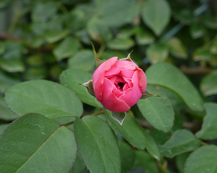 レオナルド・ダ・ヴィンチ(ツルバラ)の花が少し咲いた。2016年-1.jpg
